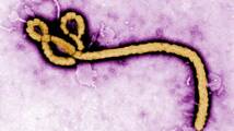 Canada ships Ebola vaccine to WHO