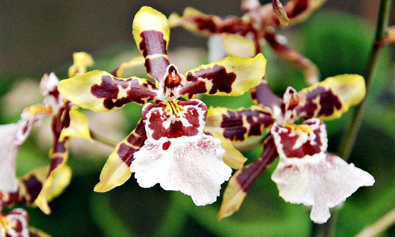 Atlanta Convention and Visitors Bureau_Ultimate List of Things To Do in Atlanta for Nature Lovers_Atlanta Botanical Garden Orchid Exhibit_Joleen Pete Photography.jpg