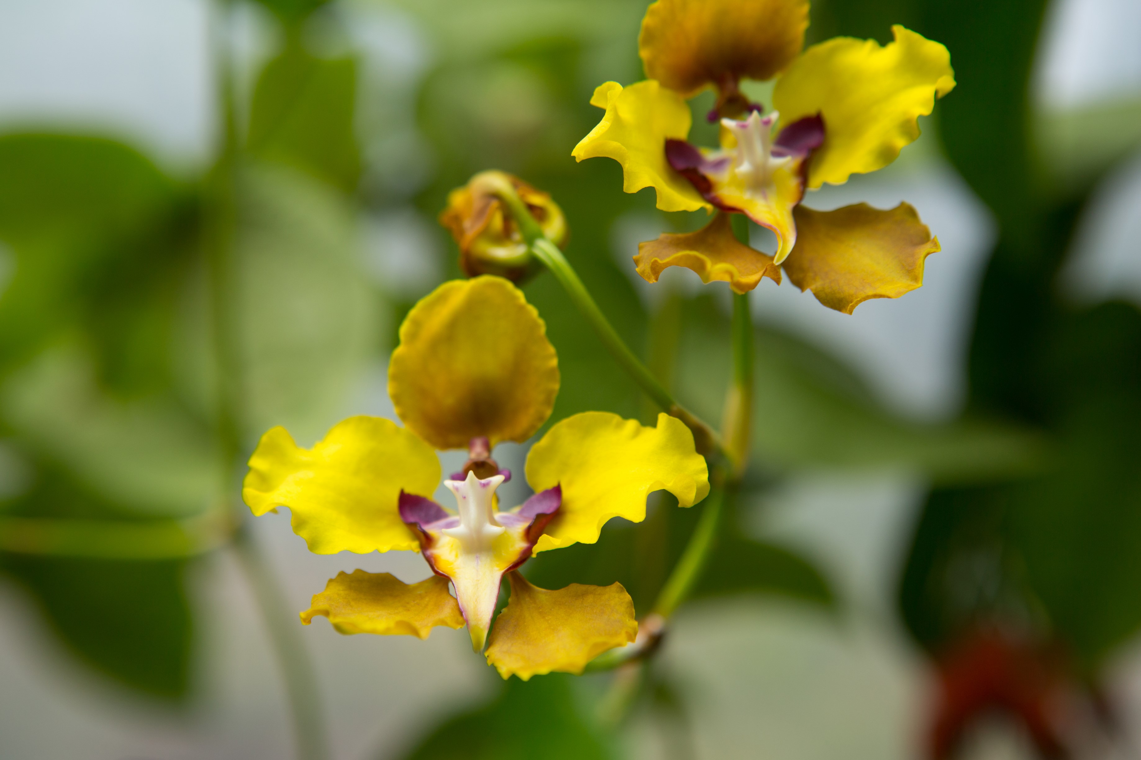 Orchids