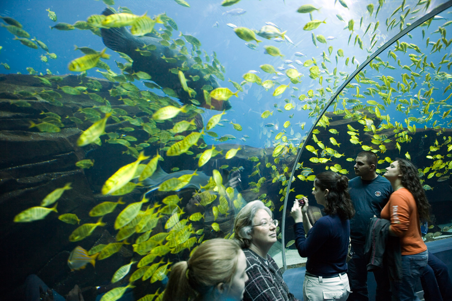 Georgia Aquarium