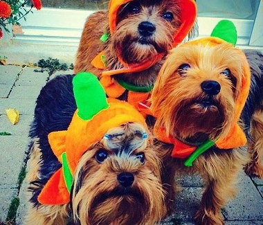 Courtesy of BarkHappy