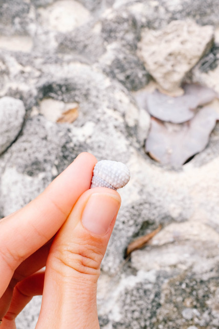 Drea holding a tiny shell