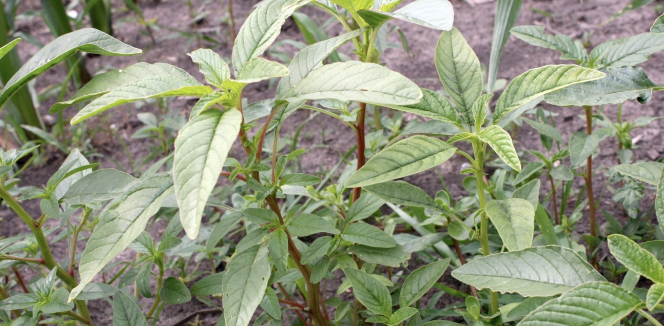 Young waterhemp - U of IL Lauren Quinn.png