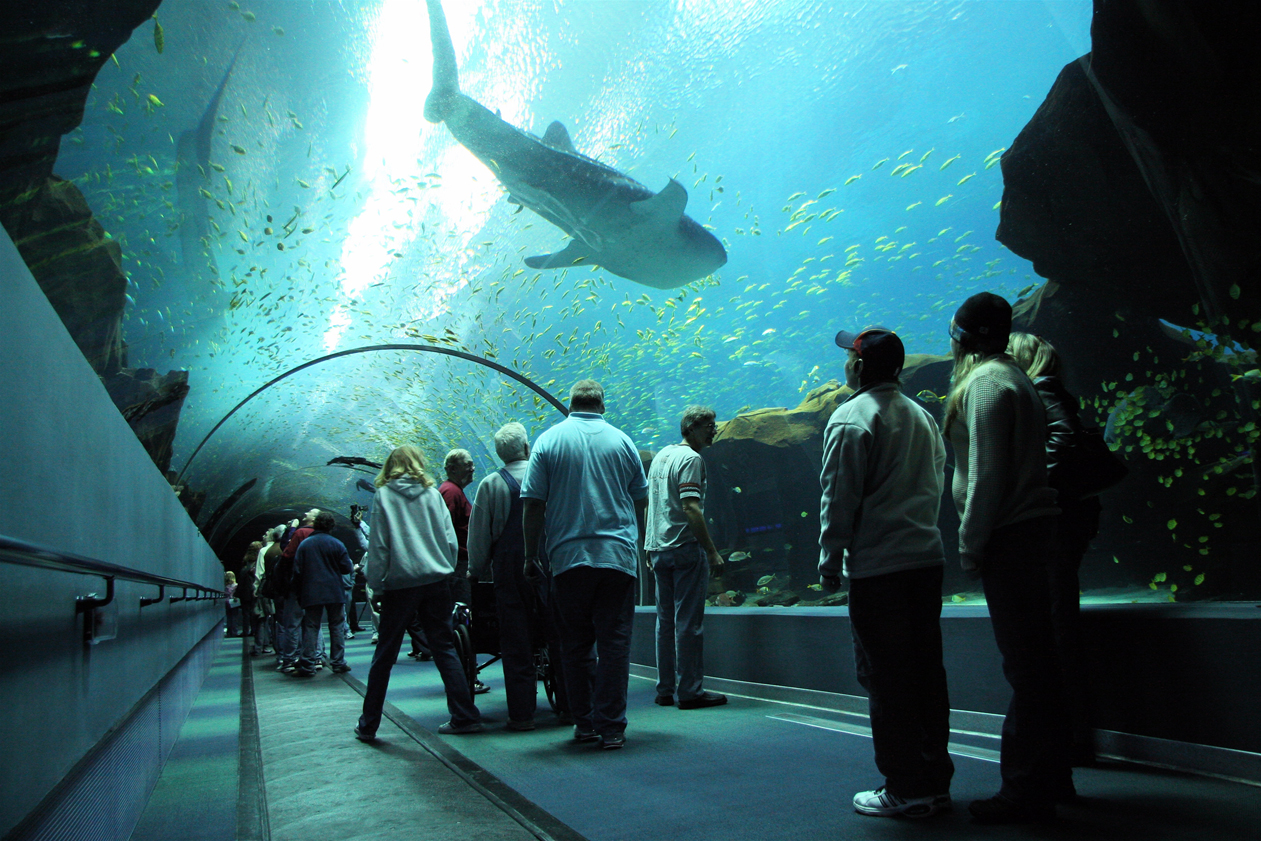 Atlanta-Georgia-Aquarium-Tunnel.jpg