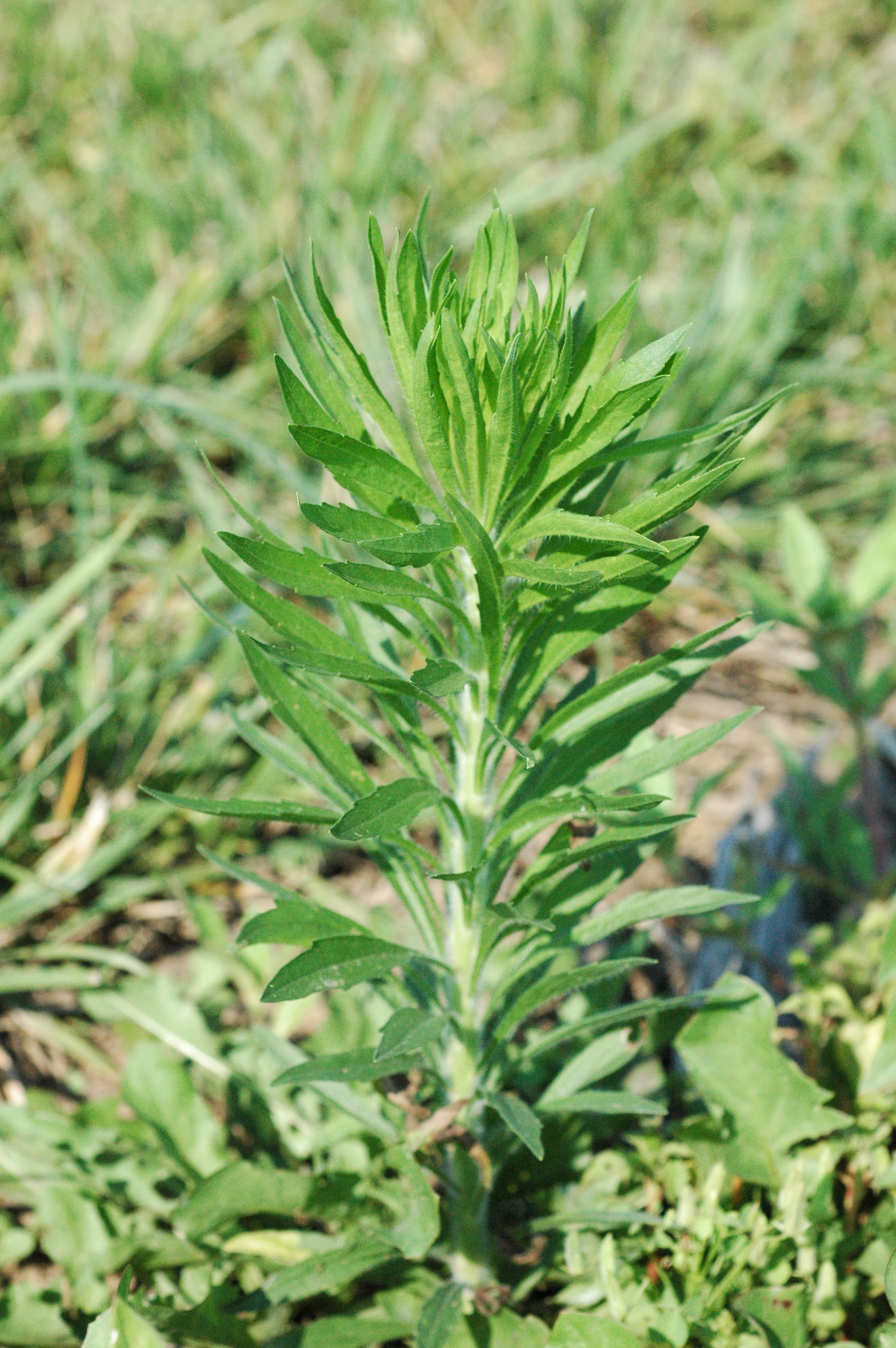 horseweed9.jpg