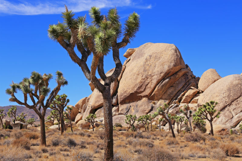Joshua Tree National Park.jpg